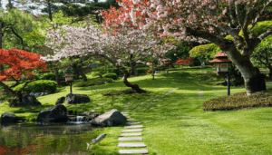 Intégrer des arbres japonais dans votre espace vert, c’est comme inviter une touche de Sakura Jardin chez vous, transformant votre environnement en un havre de paix et de beauté. Ces arbres ne sont pas seulement des éléments décoratifs, mais des […]