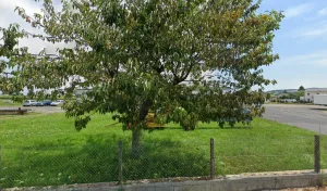 Sabatier Charpente SAS à Yssingeaux