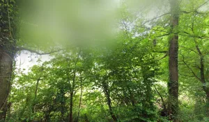 TOUTENBOIS à Croignon