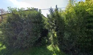 SARL SAFFORES à Saint-Sixte