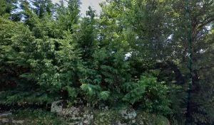 A l’ombre des bois à Malleval